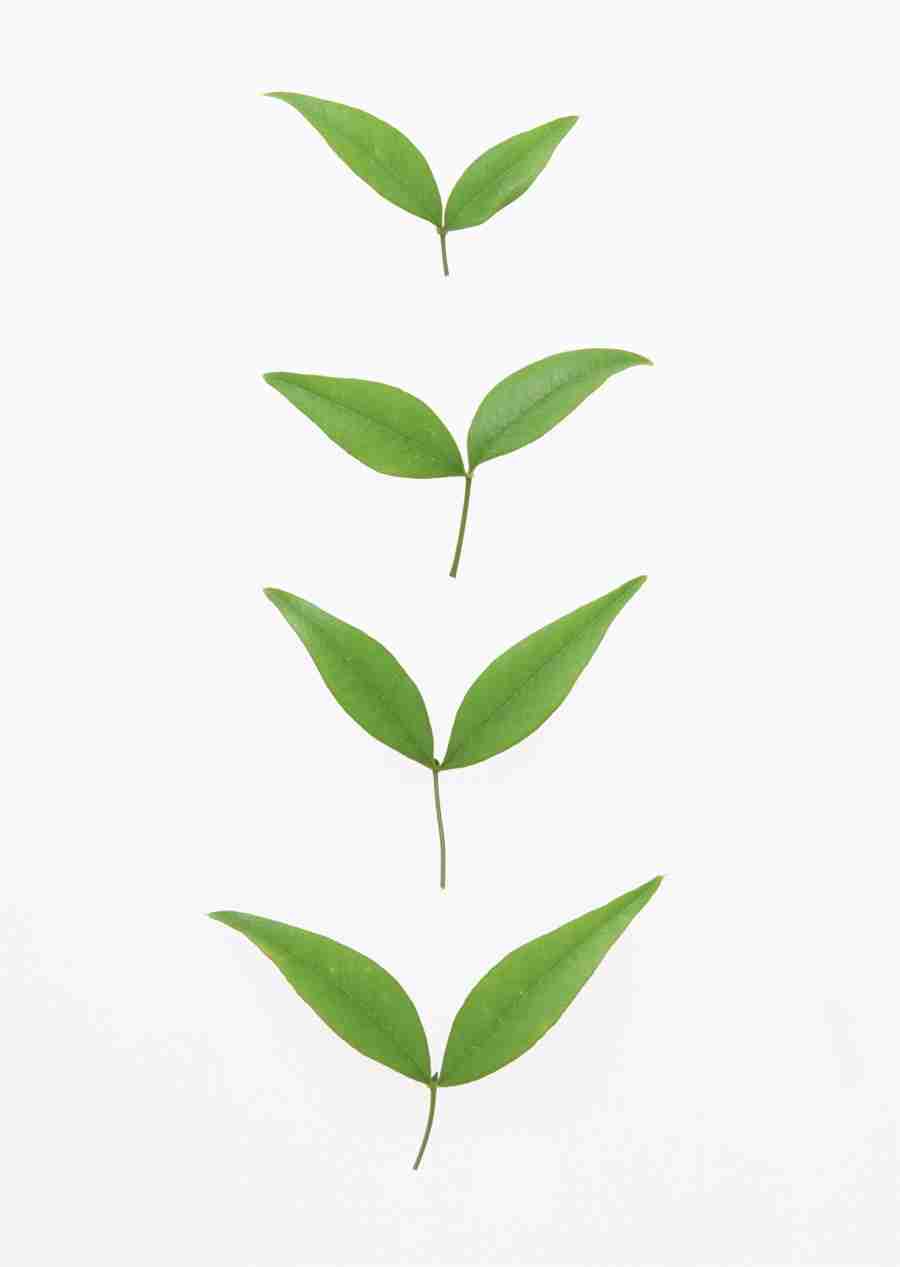 Foliage and Green Leaves - Datacraft Sozaijiten  ></a>
<script language=JavaScript> 
  var txt = 