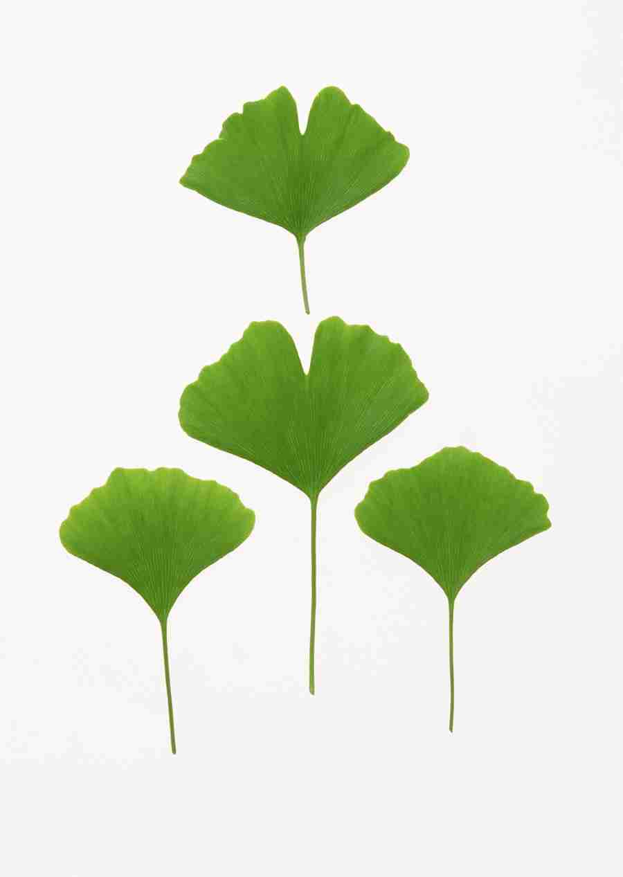 Foliage and Green Leaves - Datacraft Sozaijiten  ></a>
<script language=JavaScript> 
  var txt = 