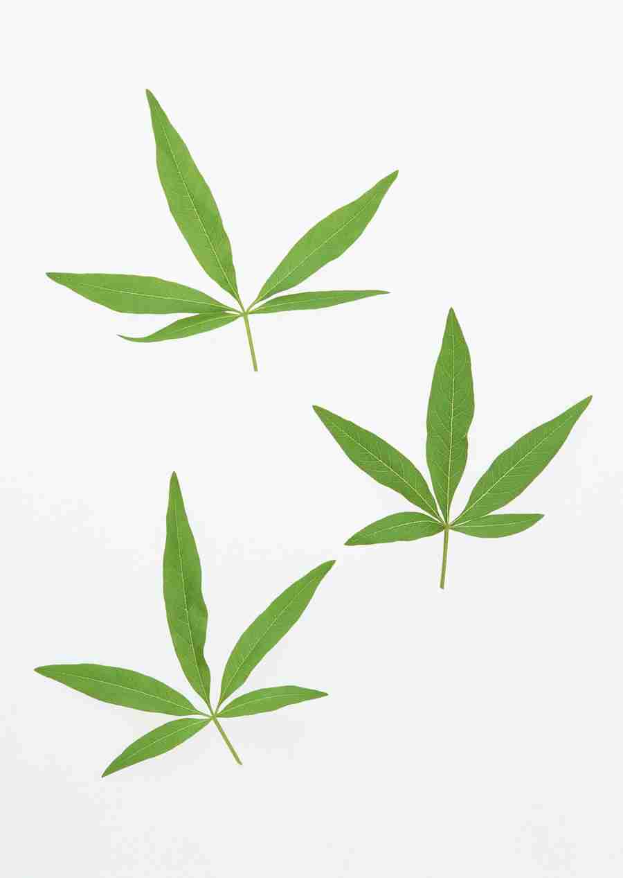 Foliage and Green Leaves - Datacraft Sozaijiten  ></a>
<script language=JavaScript> 
  var txt = 