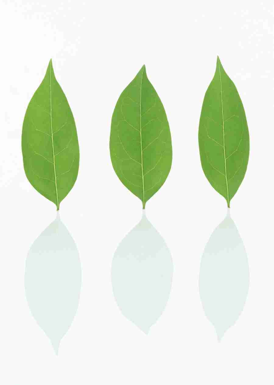 Foliage and Green Leaves - Datacraft Sozaijiten  ></a>
<script language=JavaScript> 
  var txt = 