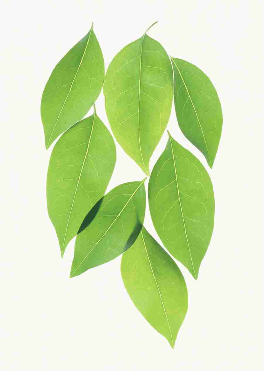 Foliage and Green Leaves - Datacraft Sozaijiten  ></a>
<script language=JavaScript> 
  var txt = 