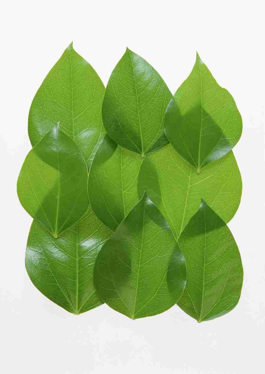 Foliage and Green Leaves - Datacraft Sozaijiten  ></a>
<script language=JavaScript> 
  var txt = 