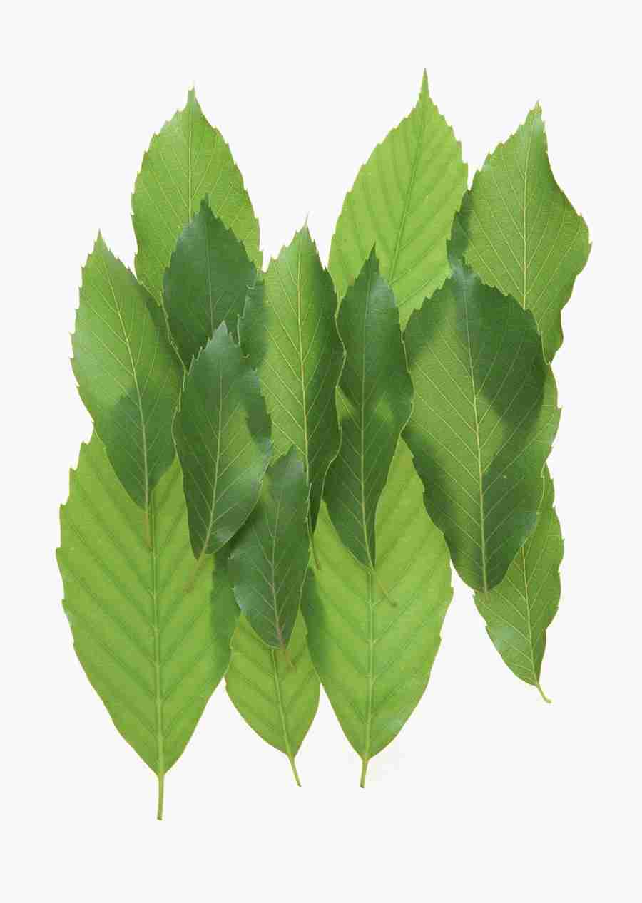 Foliage and Green Leaves - Datacraft Sozaijiten  ></a>
<script language=JavaScript> 
  var txt = 