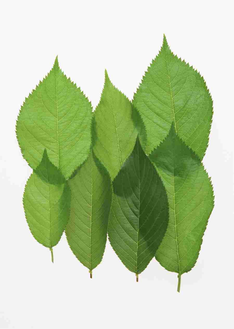Foliage and Green Leaves - Datacraft Sozaijiten  ></a>
<script language=JavaScript> 
  var txt = 