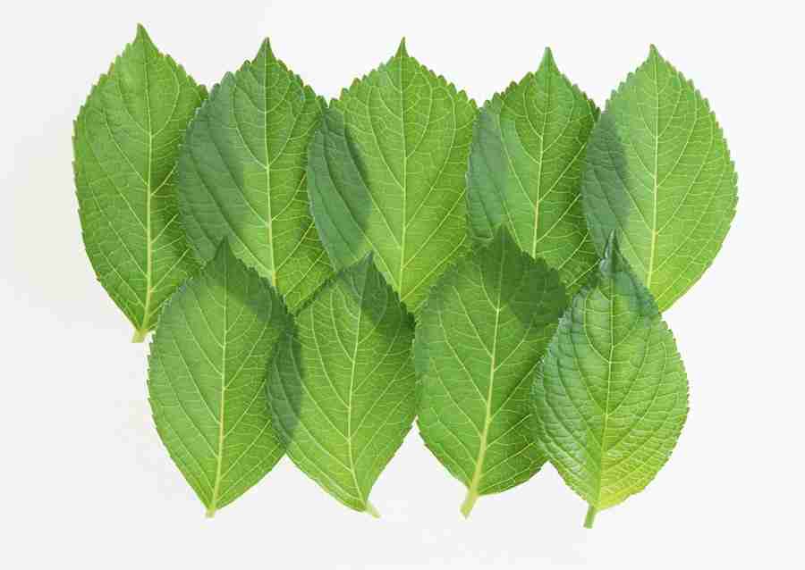 Foliage and Green Leaves - Datacraft Sozaijiten  ></a>
<script language=JavaScript> 
  var txt = 