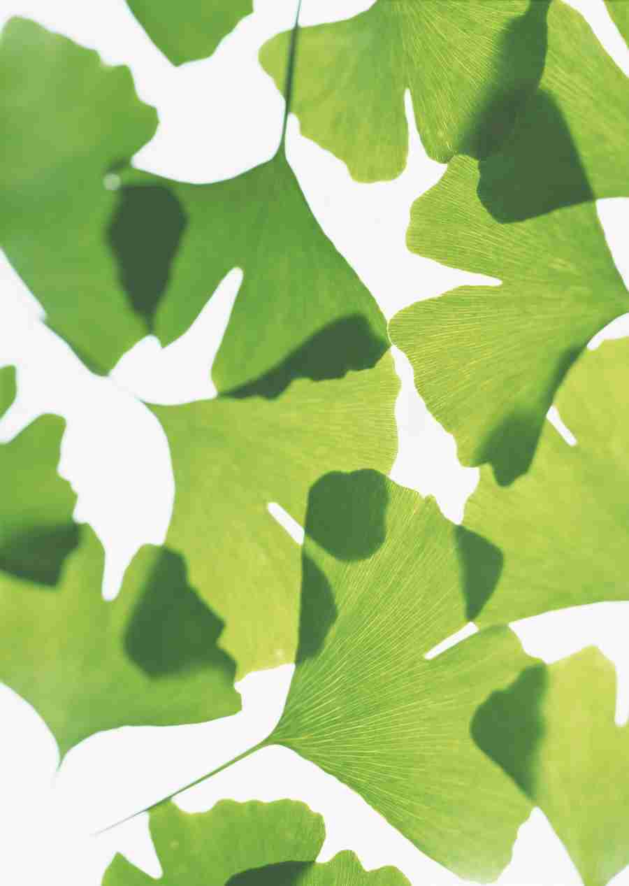 Foliage and Green Leaves - Datacraft Sozaijiten  ></a>
<script language=JavaScript> 
  var txt = 