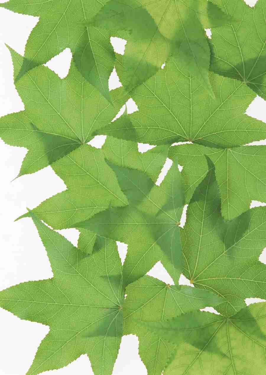 Foliage and Green Leaves - Datacraft Sozaijiten  ></a>
<script language=JavaScript> 
  var txt = 