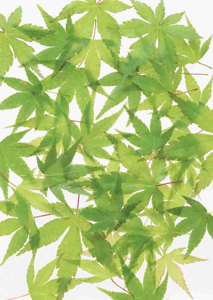 Foliage and Green Leaves - Datacraft Sozaijiten  ></a>
<script language=JavaScript> 
  var txt = 