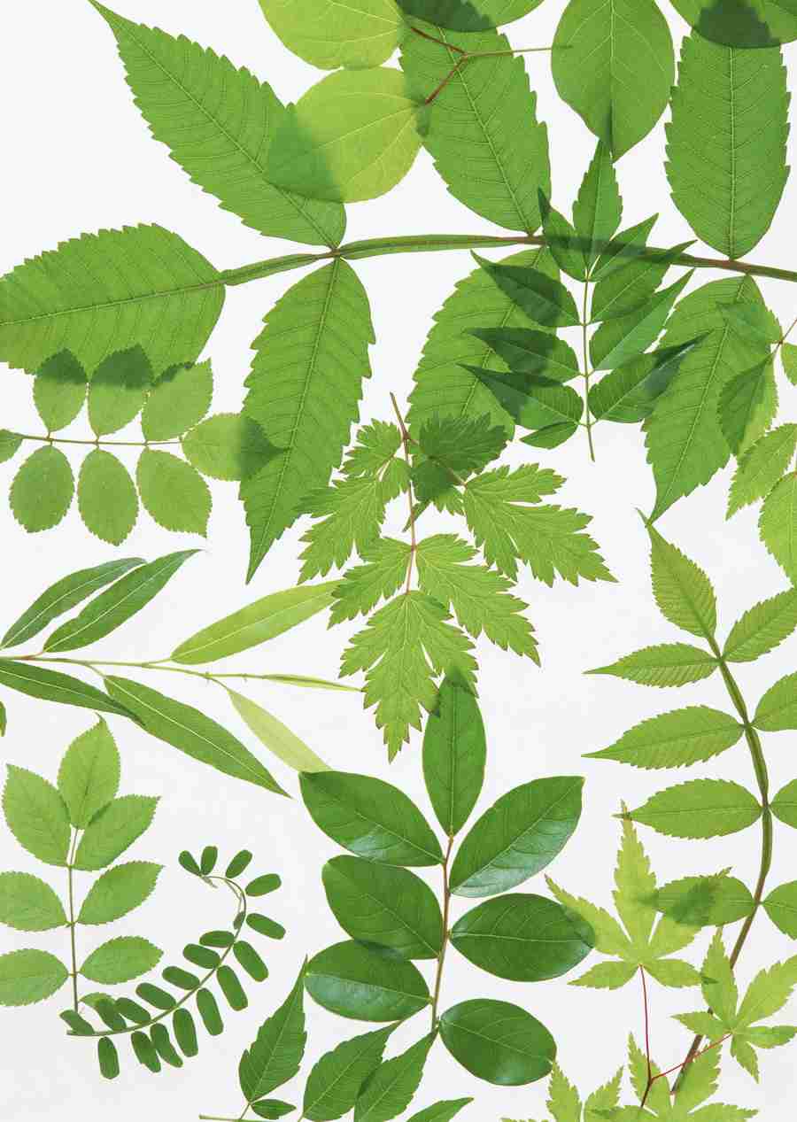Foliage and Green Leaves - Datacraft Sozaijiten  ></a>
<script language=JavaScript> 
  var txt = 