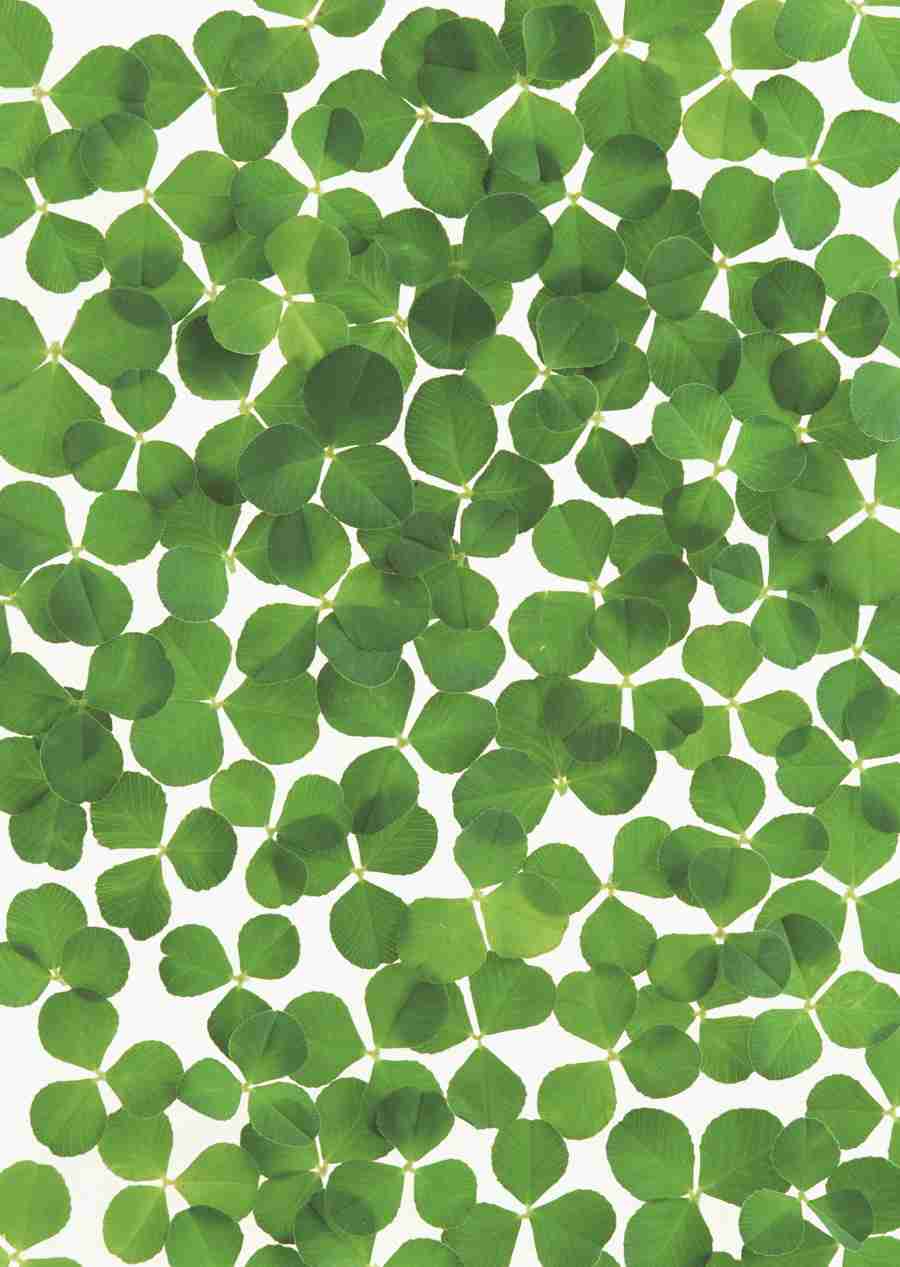 Foliage and Green Leaves - Datacraft Sozaijiten  ></a>
<script language=JavaScript> 
  var txt = 