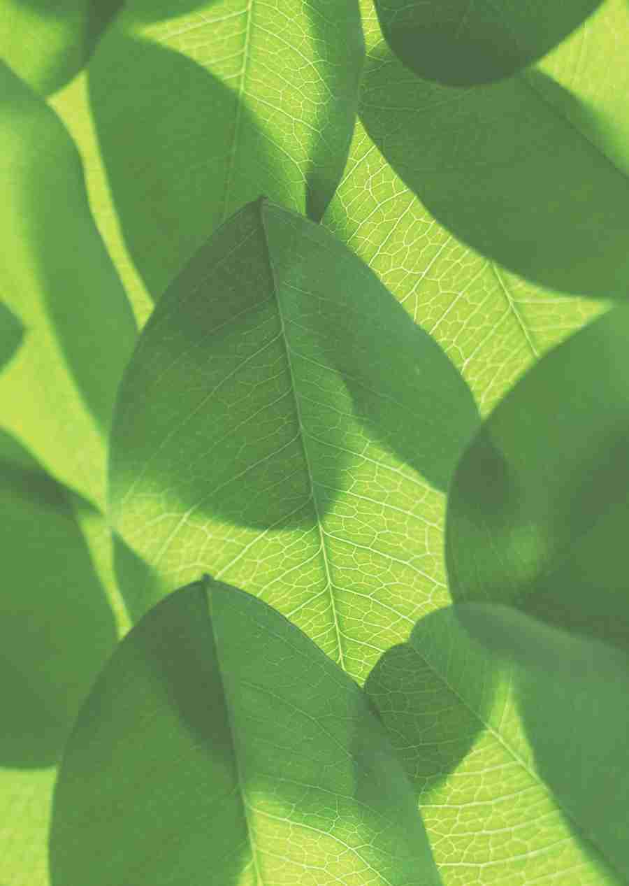 Foliage and Green Leaves - Datacraft Sozaijiten  ></a>
<script language=JavaScript> 
  var txt = 