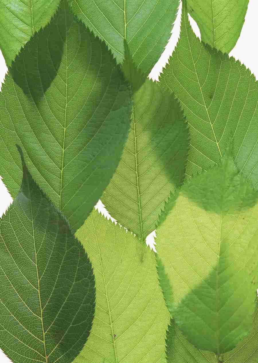 Foliage and Green Leaves - Datacraft Sozaijiten  ></a>
<script language=JavaScript> 
  var txt = 