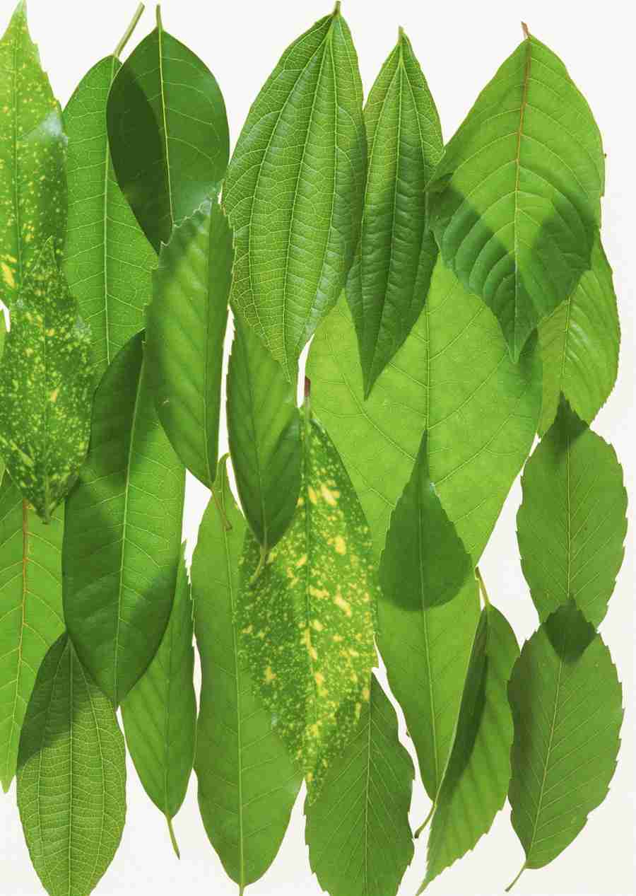 Foliage and Green Leaves - Datacraft Sozaijiten  ></a>
<script language=JavaScript> 
  var txt = 