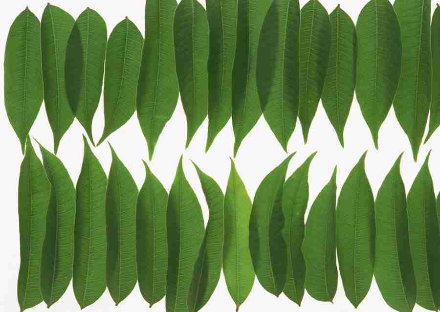 Foliage and Green Leaves - Datacraft Sozaijiten  ></a>
<script language=JavaScript> 
  var txt = 