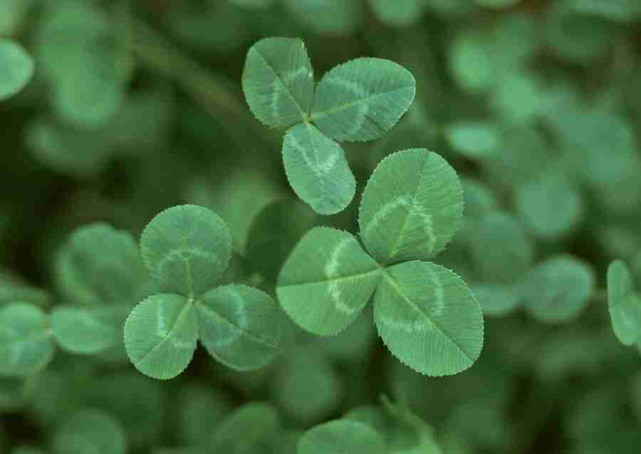 Foliage and Green Leaves - Datacraft Sozaijiten  ></a>
<script language=JavaScript> 
  var txt = 