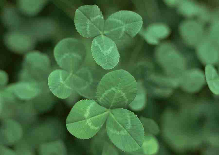 Foliage and Green Leaves - Datacraft Sozaijiten  ></a>
<script language=JavaScript> 
  var txt = 
