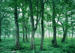 Datacraft Sozaijiten : Forest Depths 