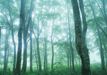 Datacraft Sozaijiten : Forest Depths 