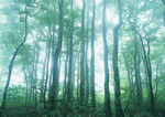 Datacraft Sozaijiten : Forest Depths 