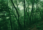 Datacraft Sozaijiten : Forest Depths 