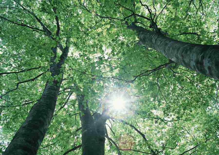 Forest Depths - Datacraft Sozaijiten  ></a>
<script language=JavaScript> 
  var txt = 