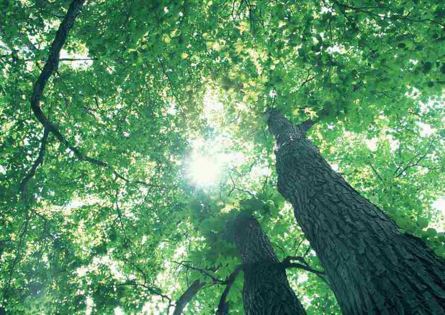 Forest Depths - Datacraft Sozaijiten  ></a>
<script language=JavaScript> 
  var txt = 