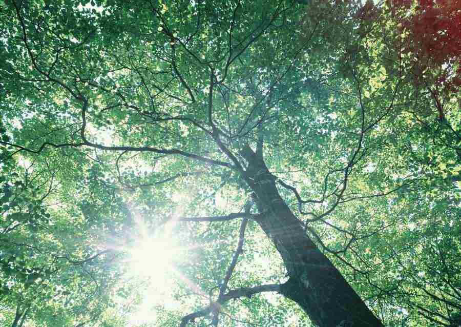 Forest Depths - Datacraft Sozaijiten  ></a>
<script language=JavaScript> 
  var txt = 