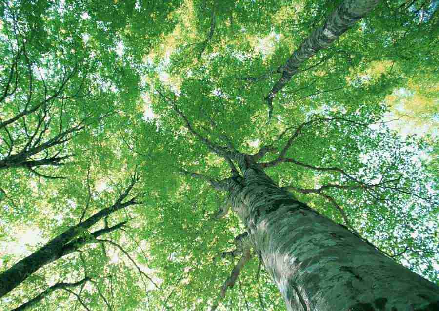 Forest Depths - Datacraft Sozaijiten  ></a>
<script language=JavaScript> 
  var txt = 