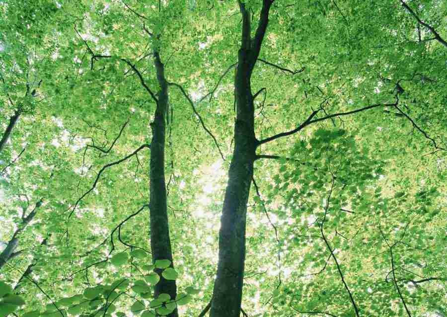 Forest Depths - Datacraft Sozaijiten  ></a>
<script language=JavaScript> 
  var txt = 