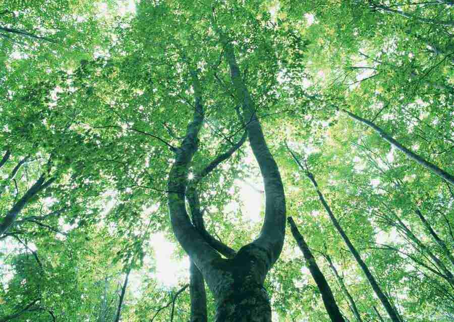 Forest Depths - Datacraft Sozaijiten  ></a>
<script language=JavaScript> 
  var txt = 