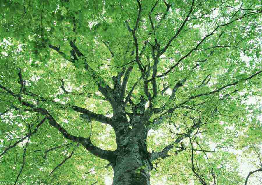 Forest Depths - Datacraft Sozaijiten  ></a>
<script language=JavaScript> 
  var txt = 