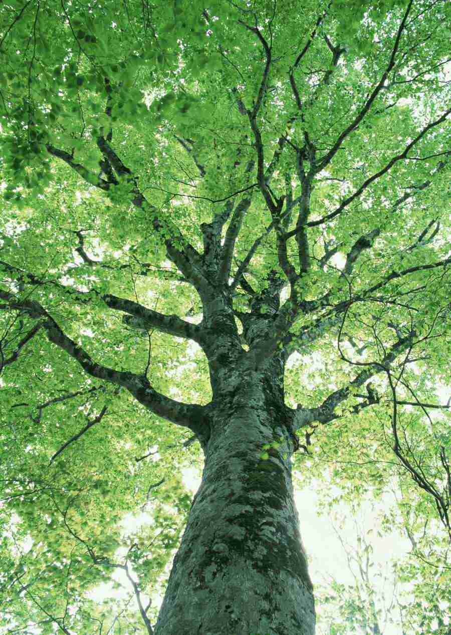 Forest Depths - Datacraft Sozaijiten  ></a>
<script language=JavaScript> 
  var txt = 