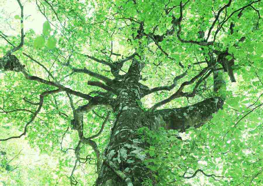 Forest Depths - Datacraft Sozaijiten  ></a>
<script language=JavaScript> 
  var txt = 