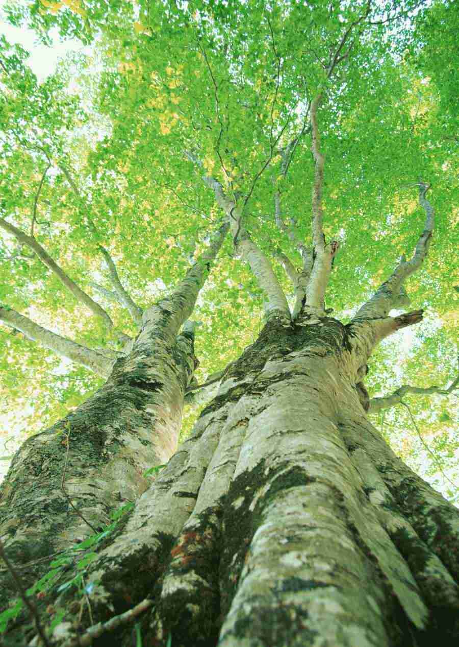 Forest Depths - Datacraft Sozaijiten  ></a>
<script language=JavaScript> 
  var txt = 