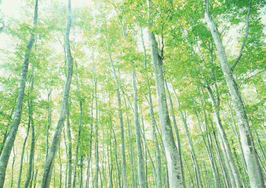 Forest Depths - Datacraft Sozaijiten  ></a>
<script language=JavaScript> 
  var txt = 