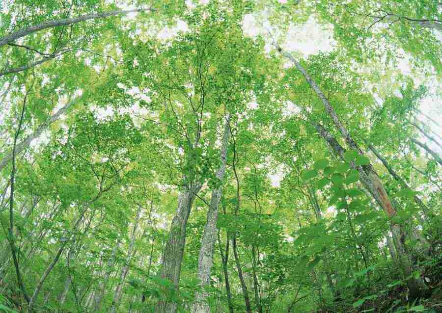 Forest Depths - Datacraft Sozaijiten  ></a>
<script language=JavaScript> 
  var txt = 