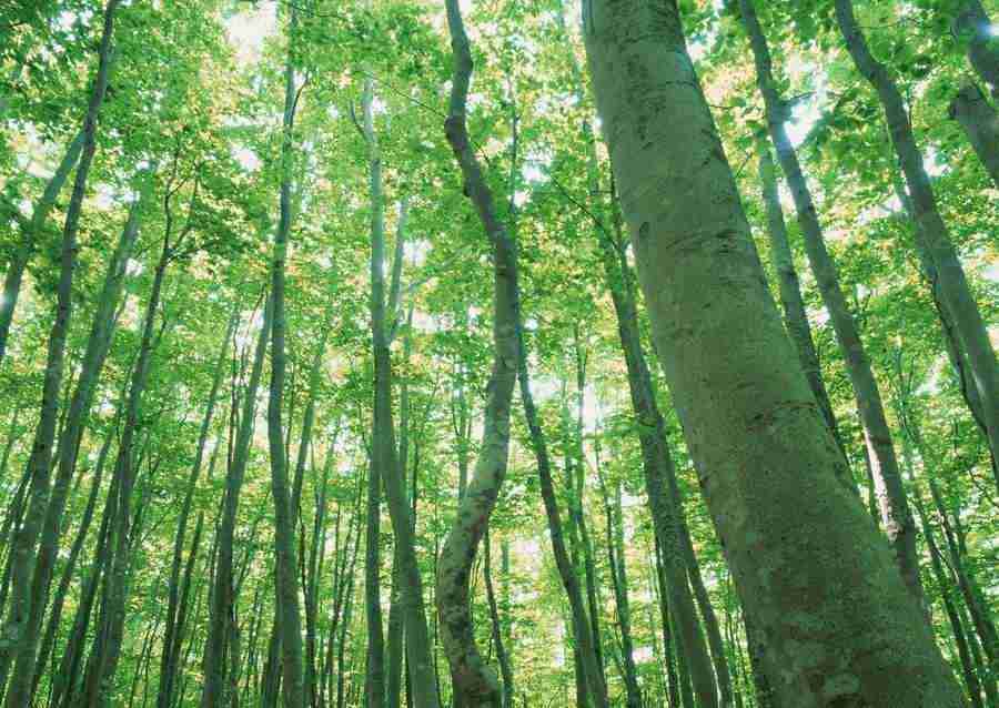 Forest Depths - Datacraft Sozaijiten  ></a>
<script language=JavaScript> 
  var txt = 