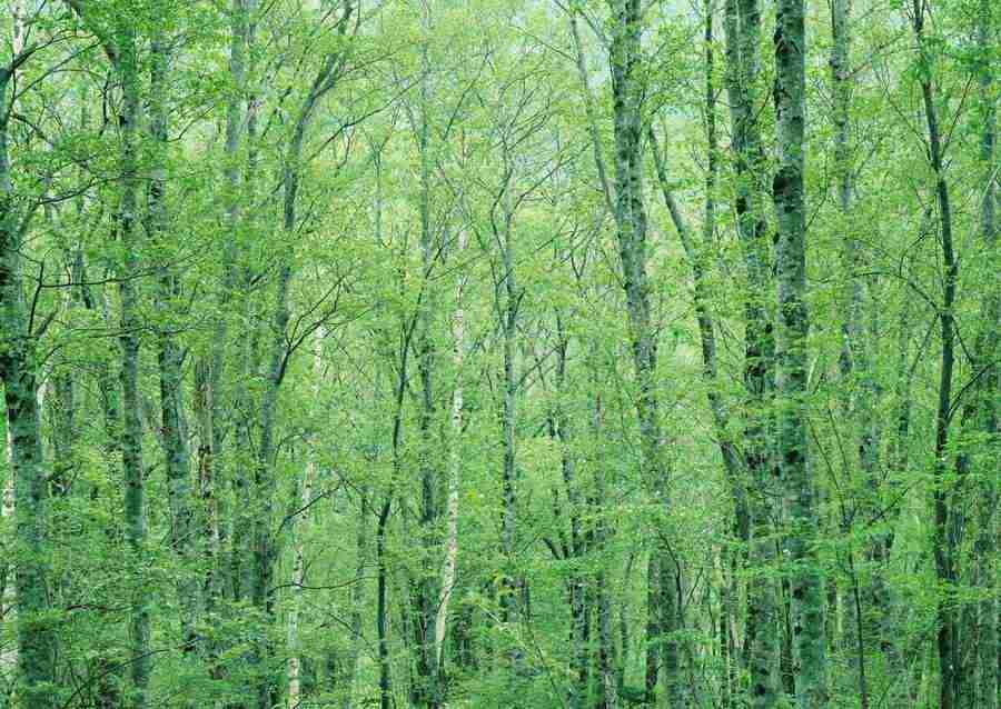 Forest Depths - Datacraft Sozaijiten  ></a>
<script language=JavaScript> 
  var txt = 