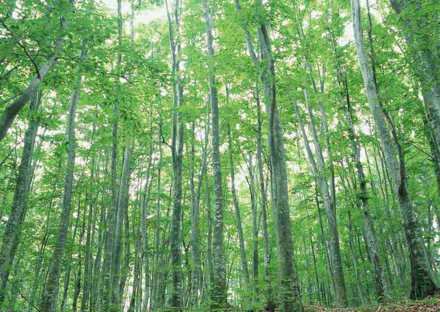 Forest Depths - Datacraft Sozaijiten  ></a>
<script language=JavaScript> 
  var txt = 