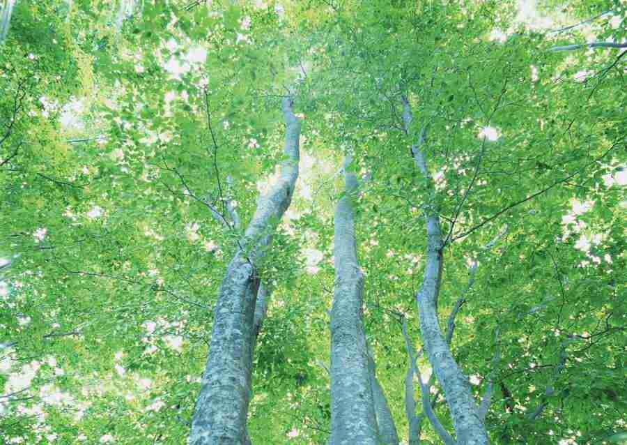 Forest Depths - Datacraft Sozaijiten  ></a>
<script language=JavaScript> 
  var txt = 