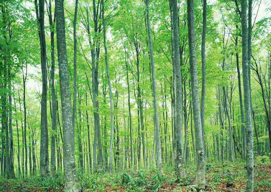 Forest Depths - Datacraft Sozaijiten  ></a>
<script language=JavaScript> 
  var txt = 