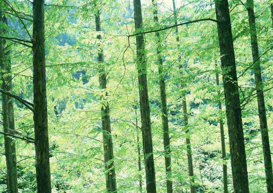 Forest Depths - Datacraft Sozaijiten  ></a>
<script language=JavaScript> 
  var txt = 