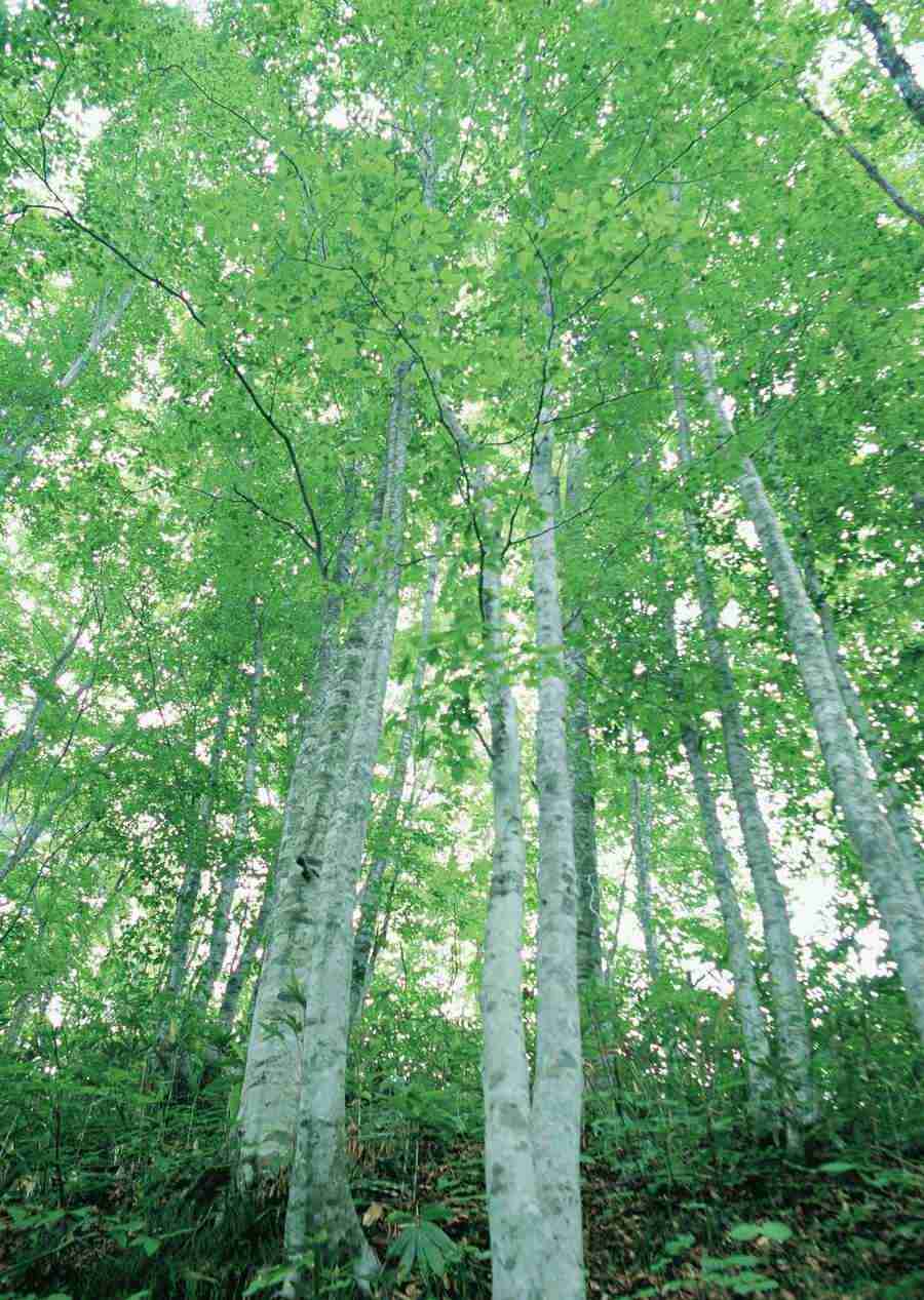 Forest Depths - Datacraft Sozaijiten  ></a>
<script language=JavaScript> 
  var txt = 