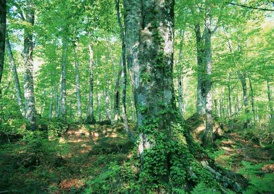 Forest Depths - Datacraft Sozaijiten  ></a>
<script language=JavaScript> 
  var txt = 