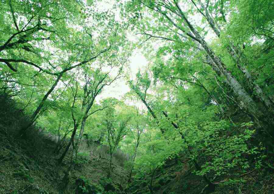 Forest Depths - Datacraft Sozaijiten  ></a>
<script language=JavaScript> 
  var txt = 