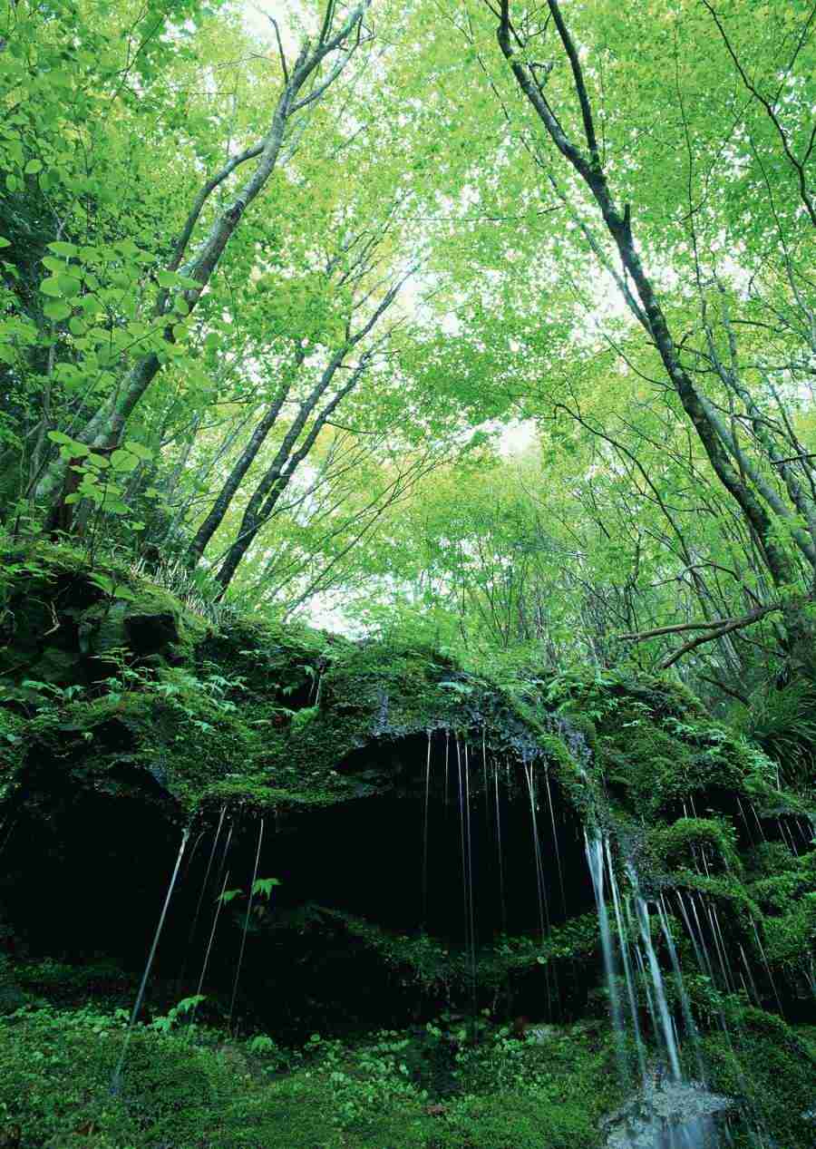 Forest Depths - Datacraft Sozaijiten  ></a>
<script language=JavaScript> 
  var txt = 