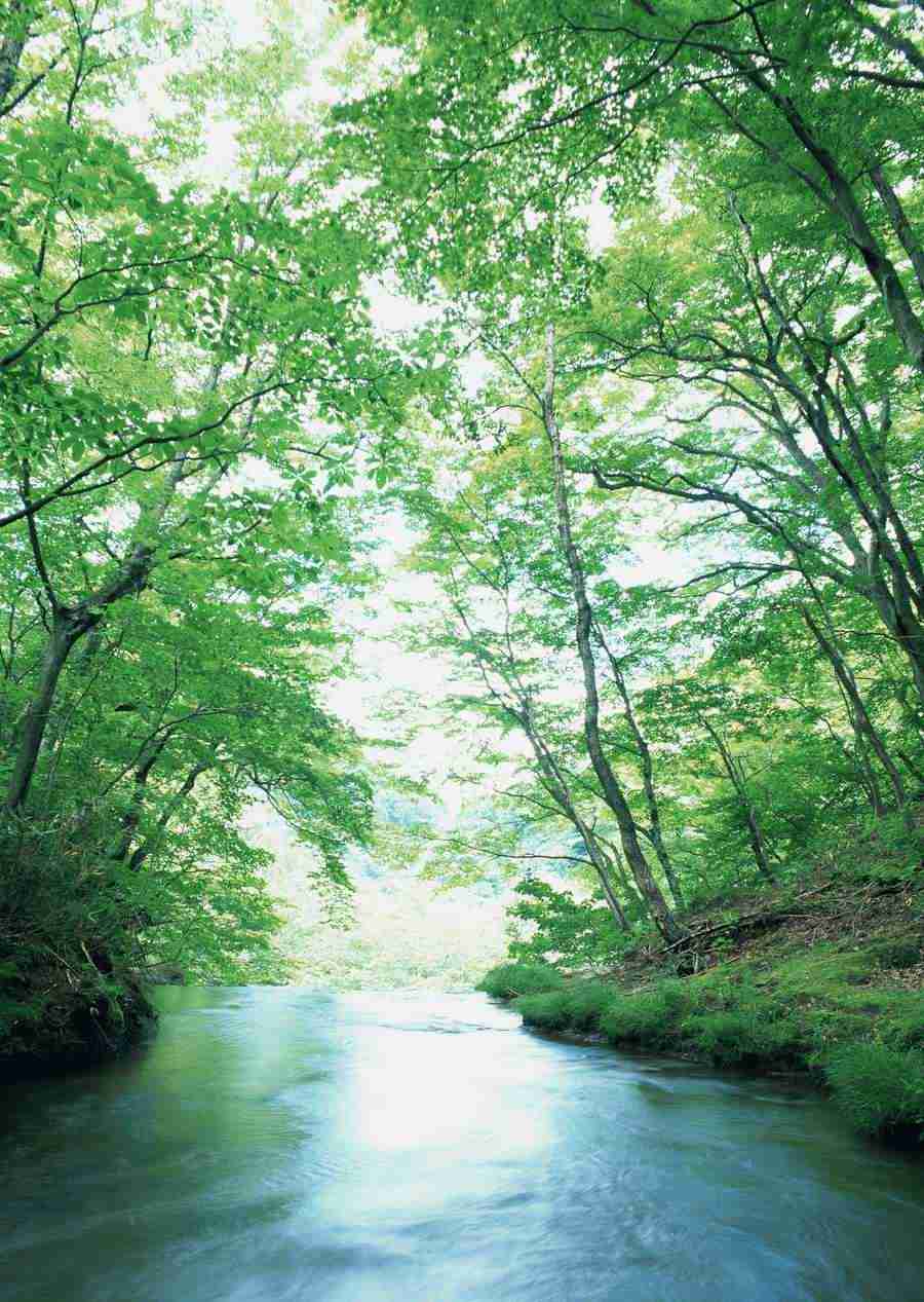 Forest Depths - Datacraft Sozaijiten  ></a>
<script language=JavaScript> 
  var txt = 