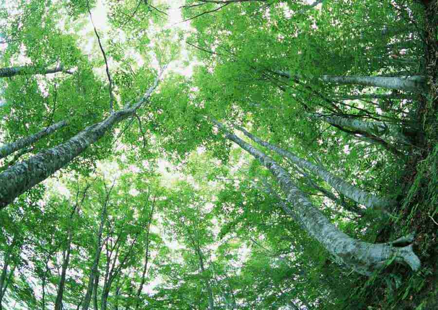 Forest Depths - Datacraft Sozaijiten  ></a>
<script language=JavaScript> 
  var txt = 