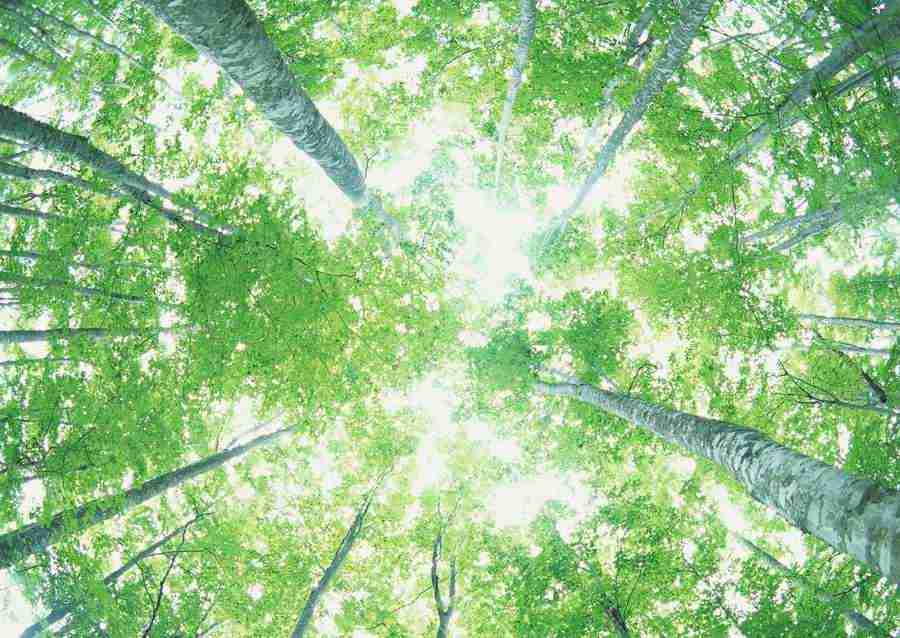 Forest Depths - Datacraft Sozaijiten  ></a>
<script language=JavaScript> 
  var txt = 