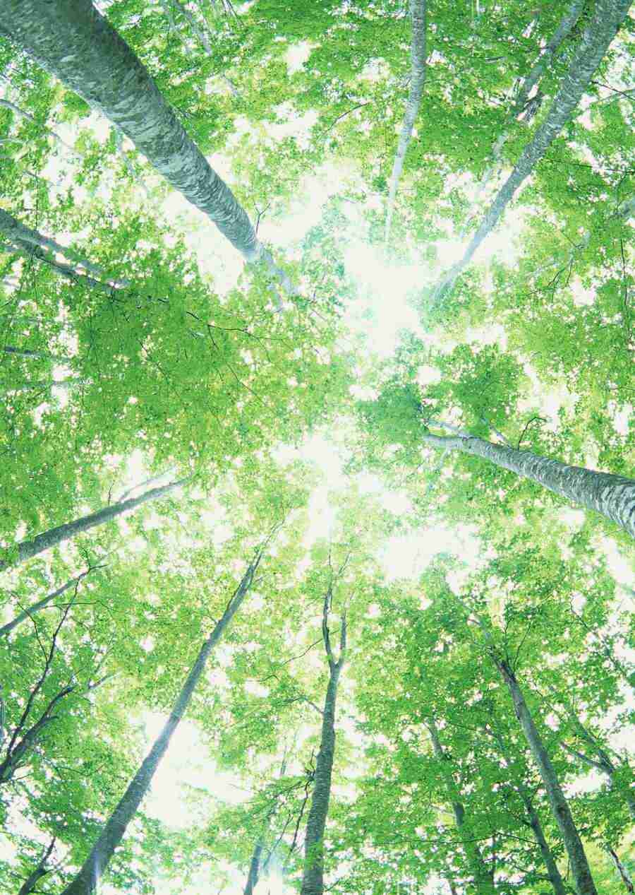 Forest Depths - Datacraft Sozaijiten  ></a>
<script language=JavaScript> 
  var txt = 